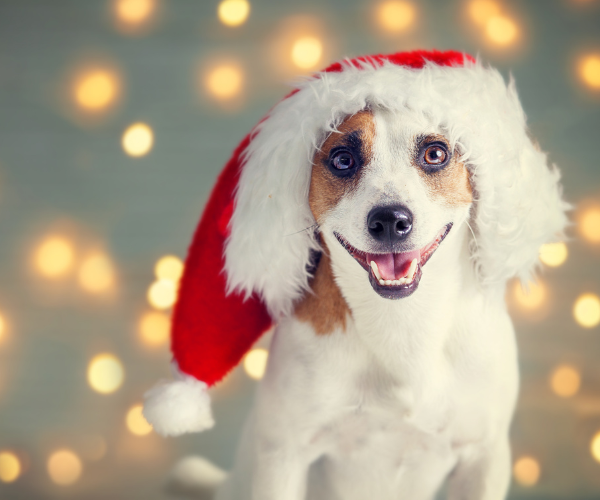 Untitled design - 2025-11-12T140522.316