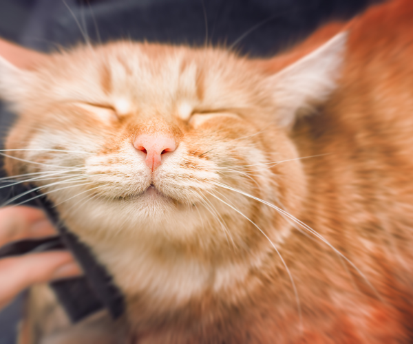 Untitled design - 2025-11-12T140637.195